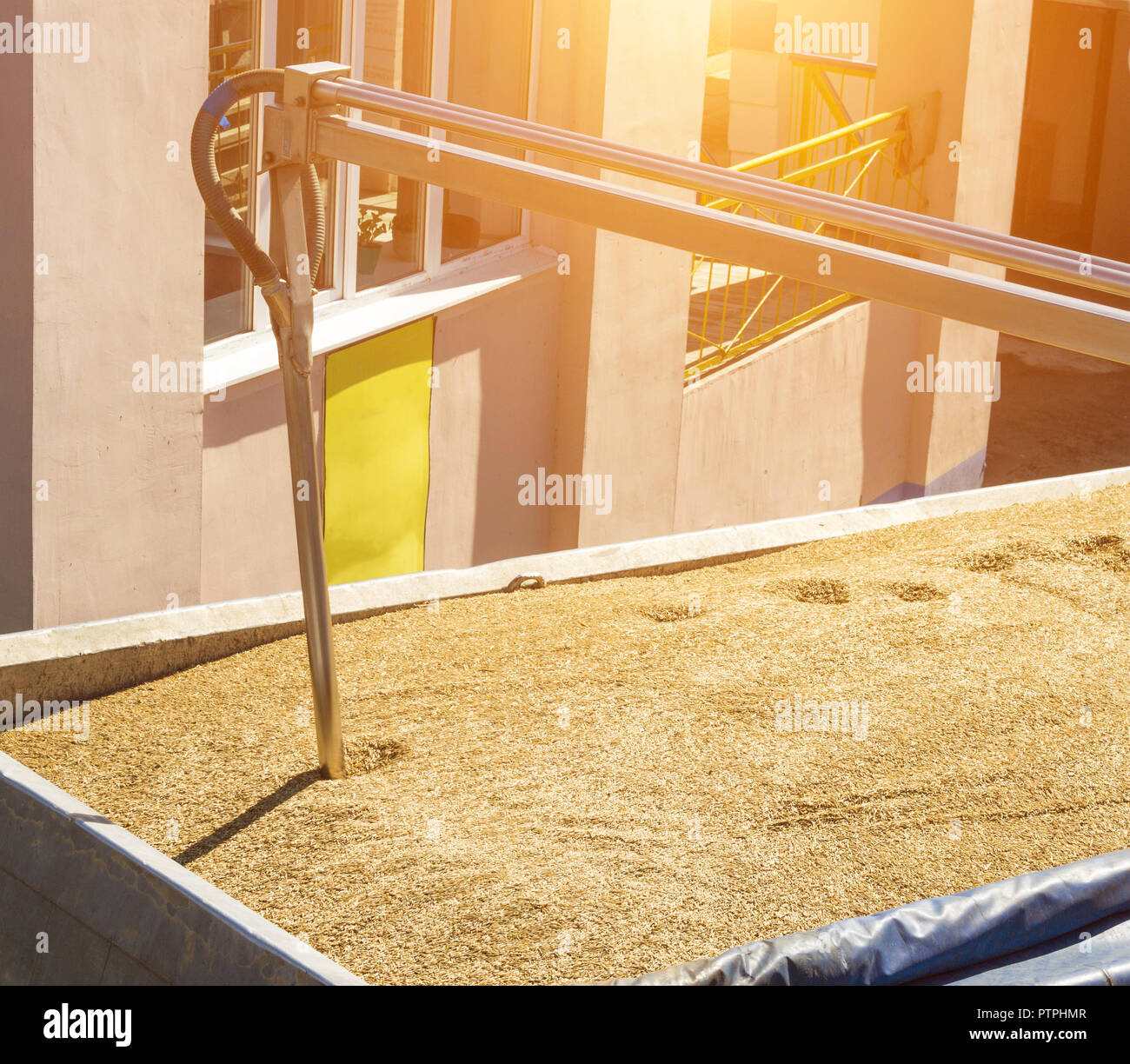 From a grainladen lorry take grain for analysis, grain processing