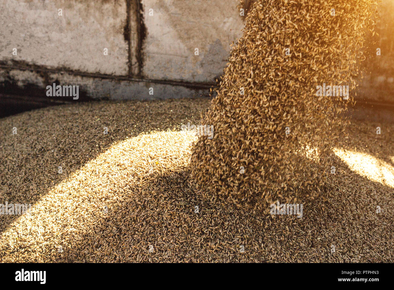 plant for processing and storing grain, loading grain into a truck body