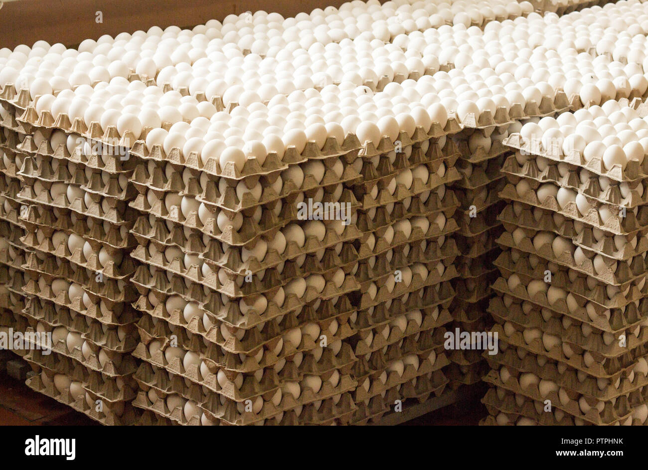A lot of chicken eggs in the trays, sorting of chicken eggs, container