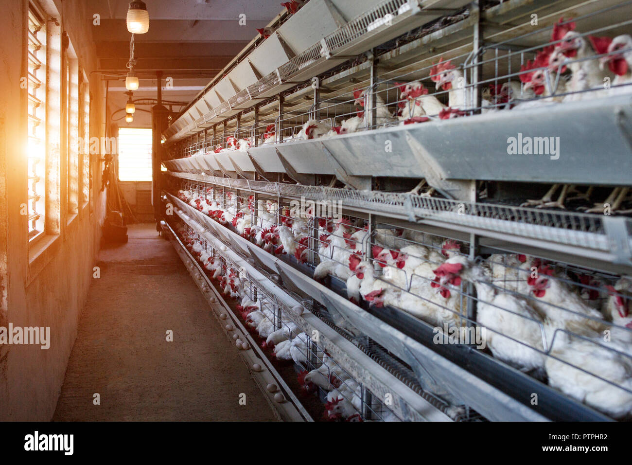 Modern Farm for growing hens for hens, sun, poultry farm, factory Stock ...
