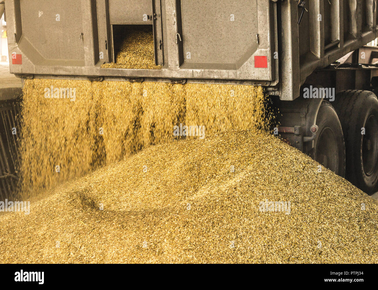 A truck unloads grain at a grain storage and processing plant, a grain