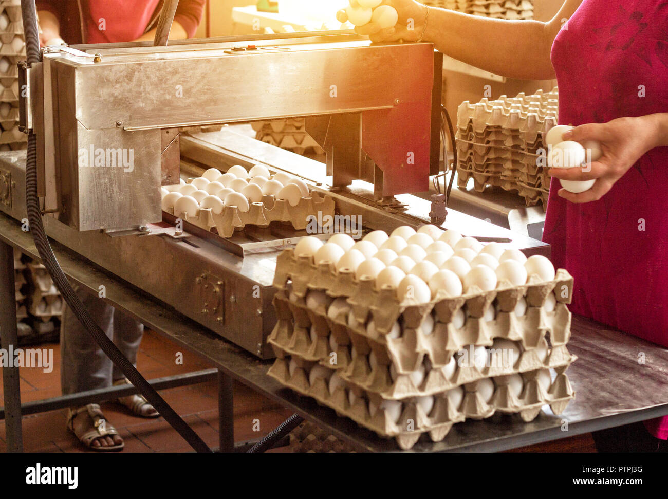 Production for sorting chicken eggs, the process of selection of chicken eggs, close-up, triage Stock Photo