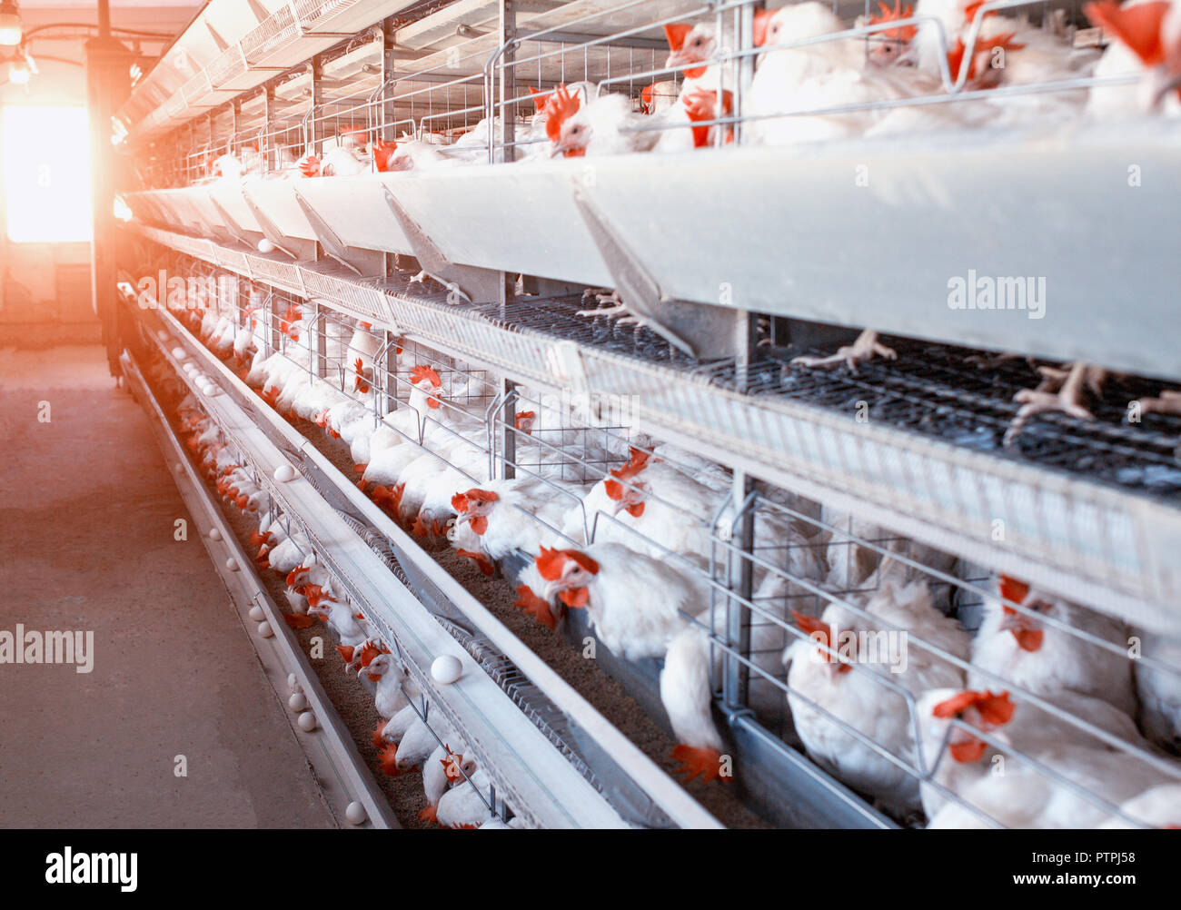Poultry farm, chickens sit in openair cages and eat mixed feed, on