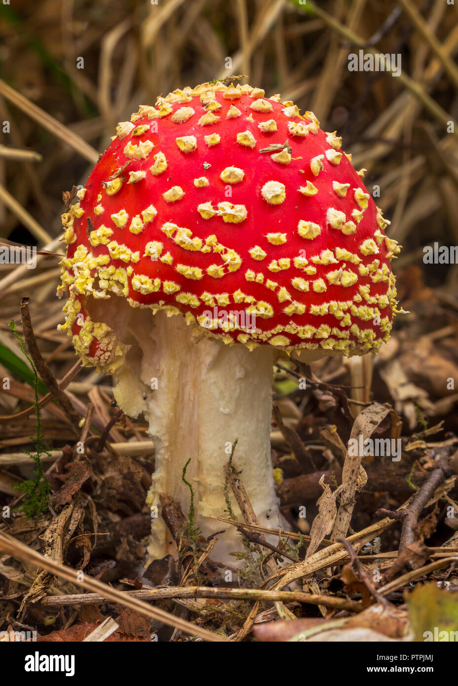 Amanita Muscaria, commonly known as the Fly Agaric or Fly Amanita Stock Photo