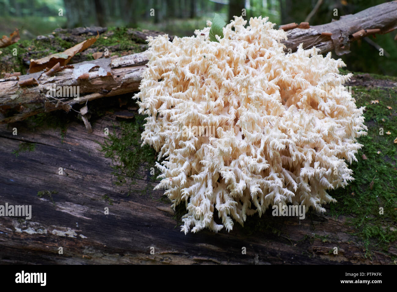 Coral tooth fungus (Hericium ramosum) close up on hardwood broken tree log with some moss in background, Bialowieza Forest, Poland, Europe Stock Photo