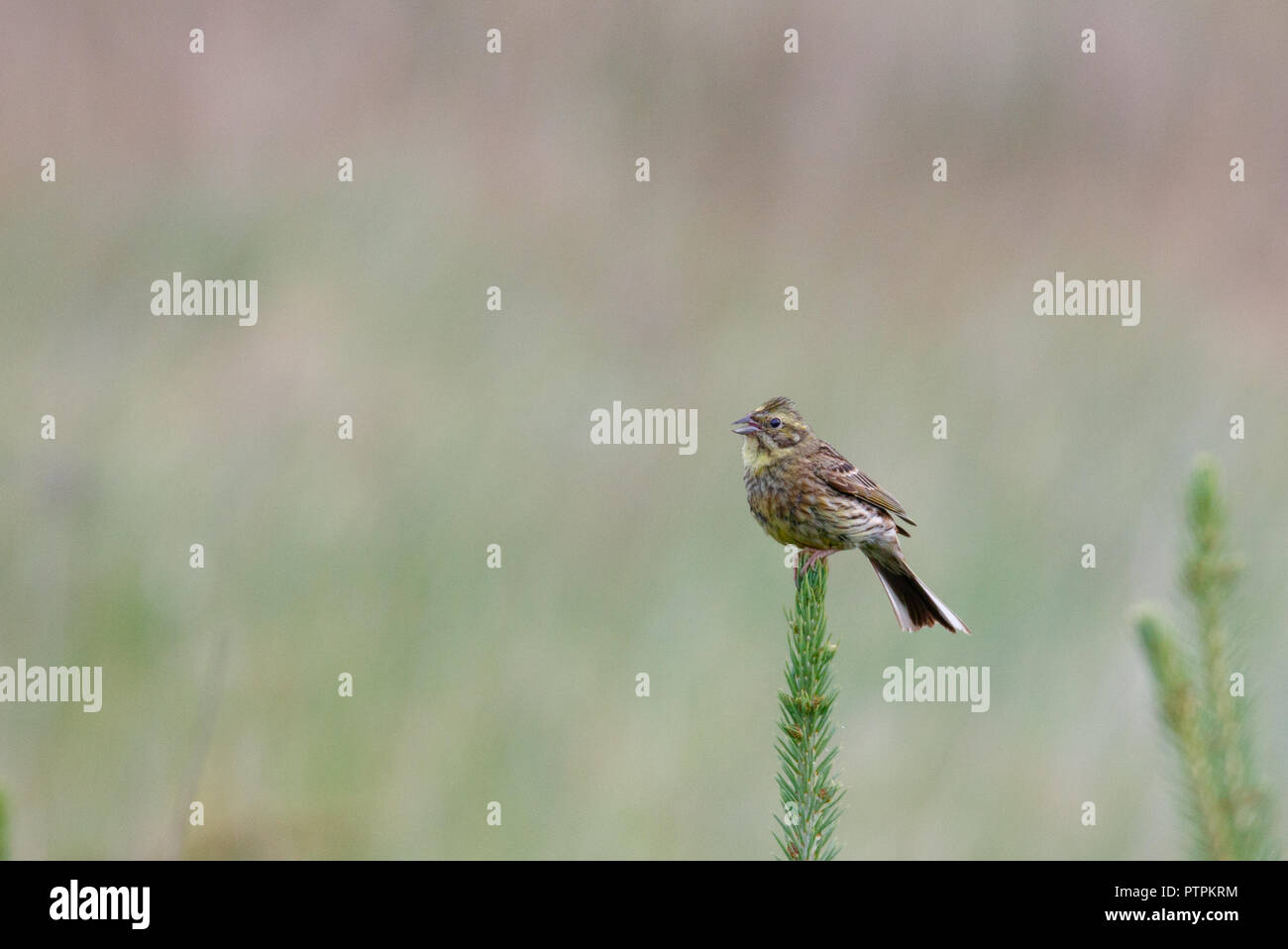 European serin (Serinus serinus) on spruce tree top singing against blured background, Podlasie Region, Poland, Europe Stock Photo