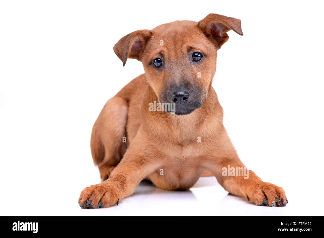 Studio shot of an adorable mixed breed puppy lying on white background ...