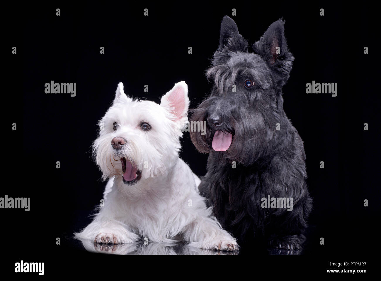 Studio Shot Of An Adorable West Highland White Terrier And A Scottish Terrier Lying On Black Background Stock Photo Alamy