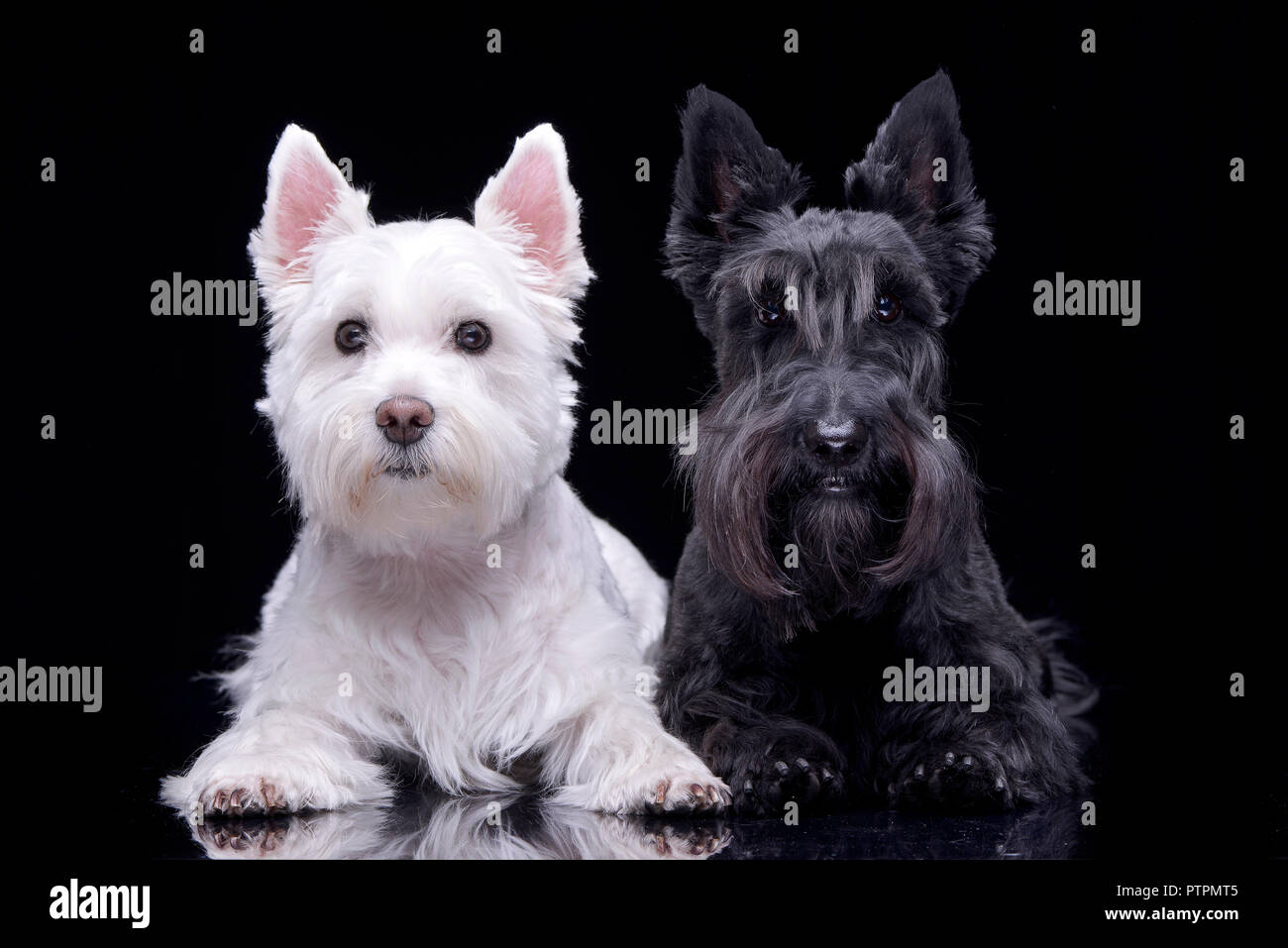 Studio shot of an adorable West Highland White Terrier and a Scottish terrier lying on black background. Stock Photo