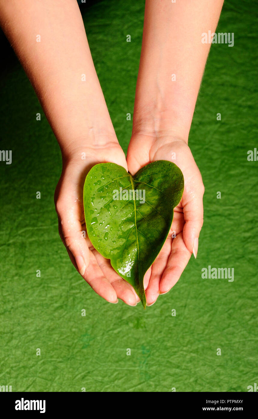 Leaf ecology hi-res stock photography and images - Alamy