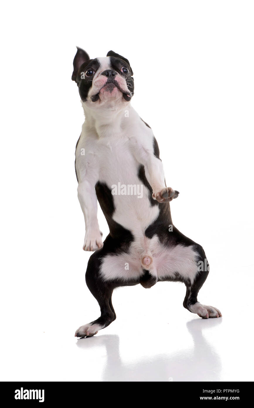 Funny shot of an adorable Boston Terrier standing on hind legs - isolated on white background. Stock Photo