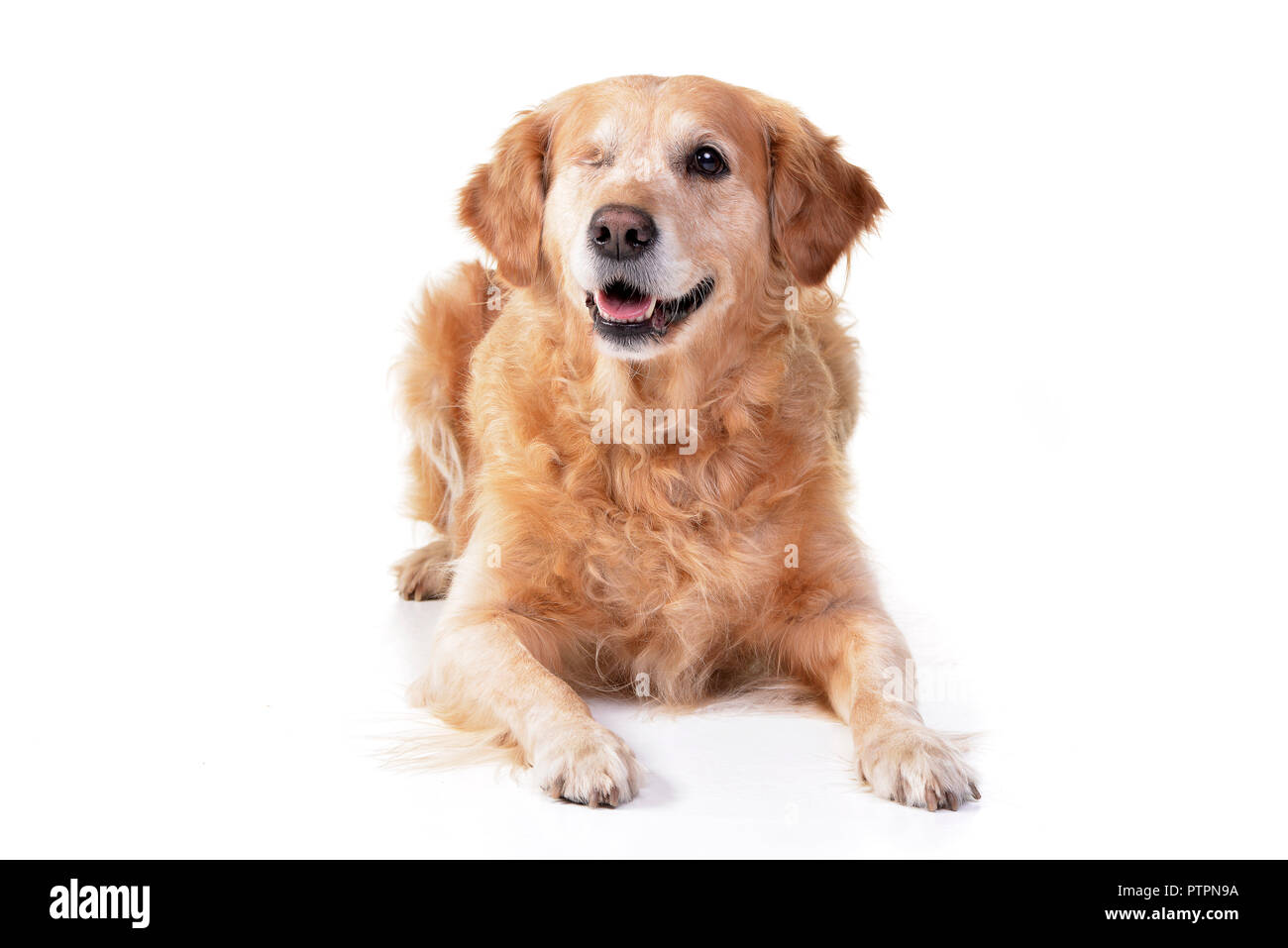 Studio shot of an adorable mixed breed dog lying on white background ...