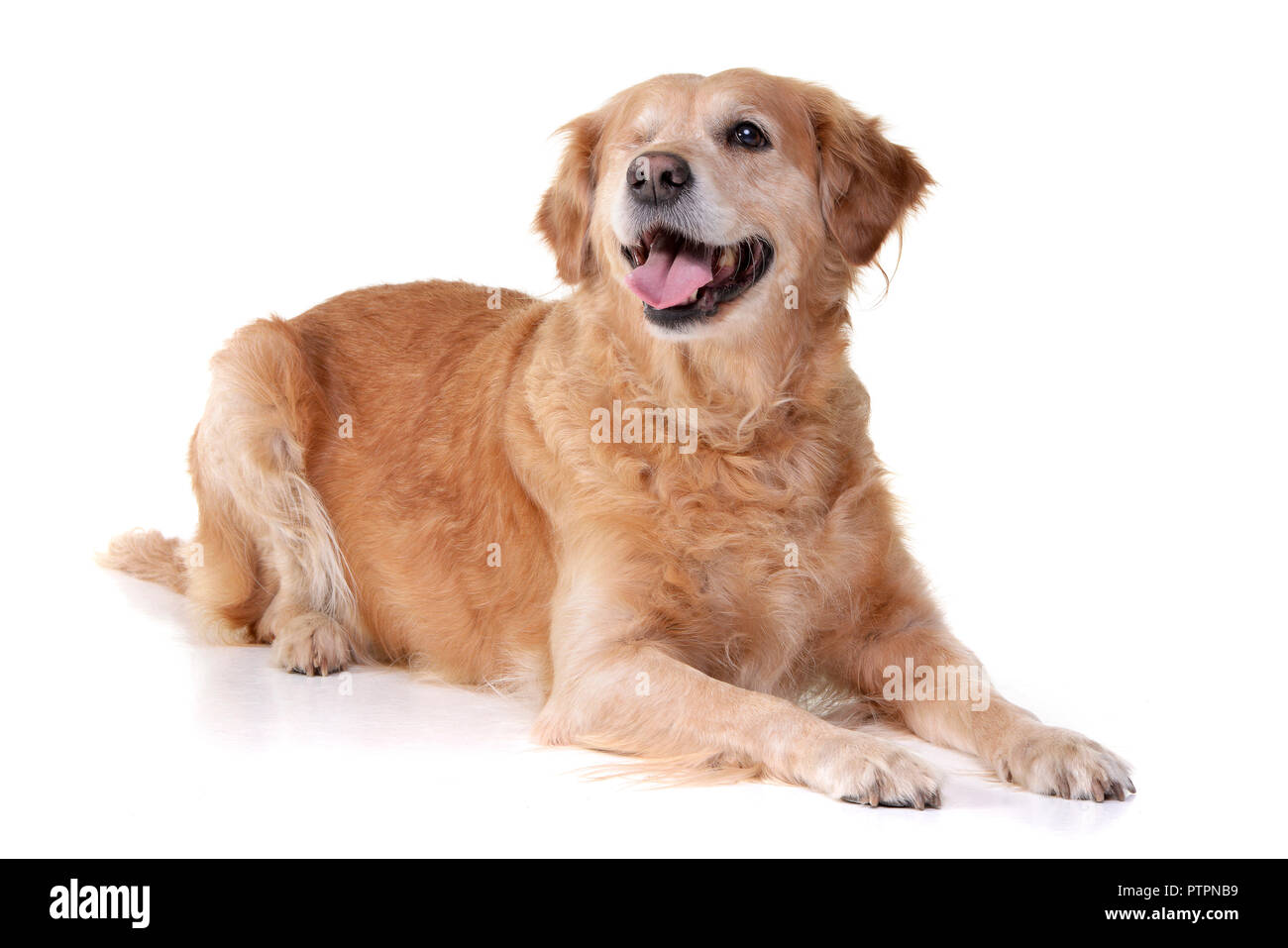 Studio shot of an adorable mixed breed dog lying on white background ...