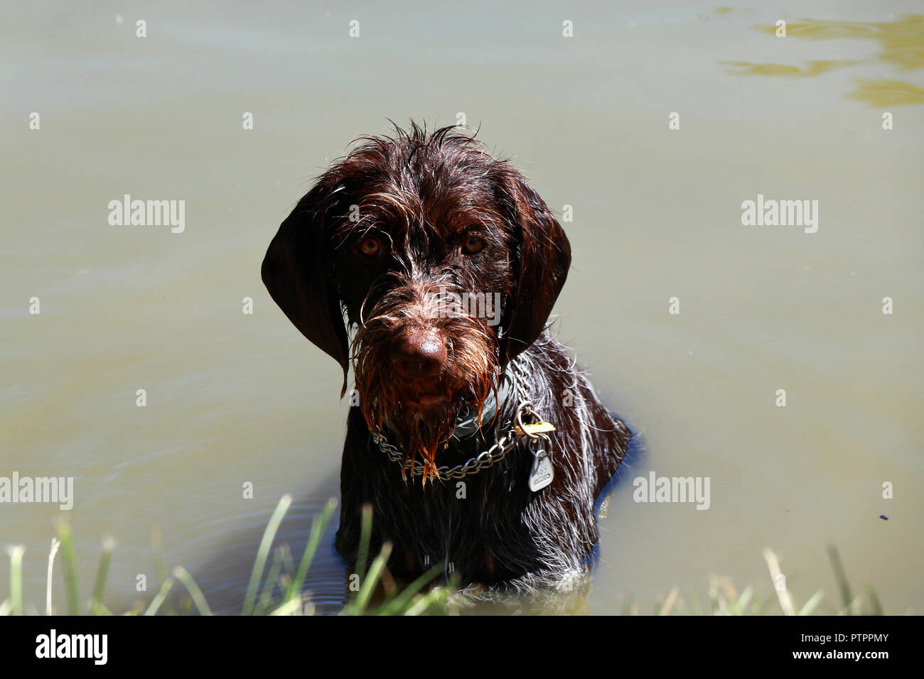 Wirehaired Pointing Griffon Stock Photos Wirehaired Pointing