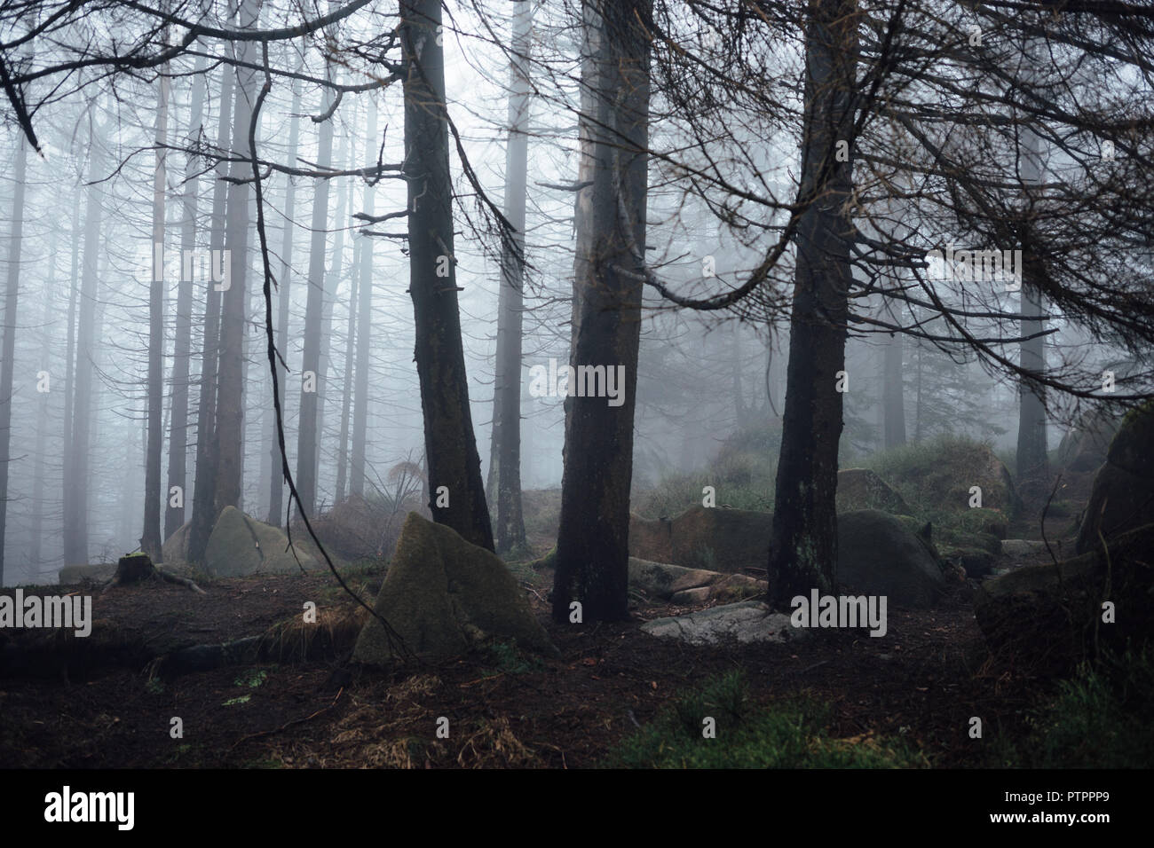 Fog in the coniferous forest. Harz National Park Stock Photo