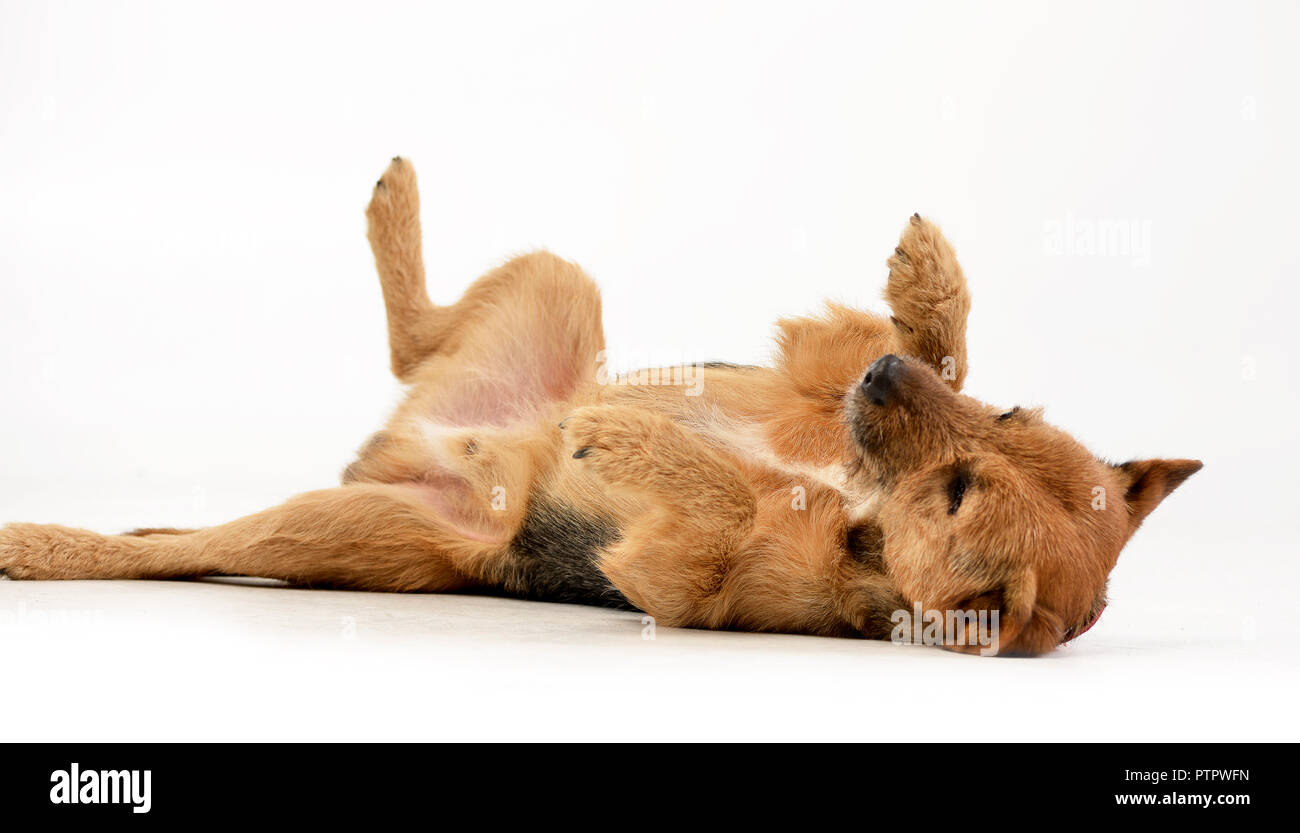 Studio shot of an adorable mixed breed dog lying on white background ...