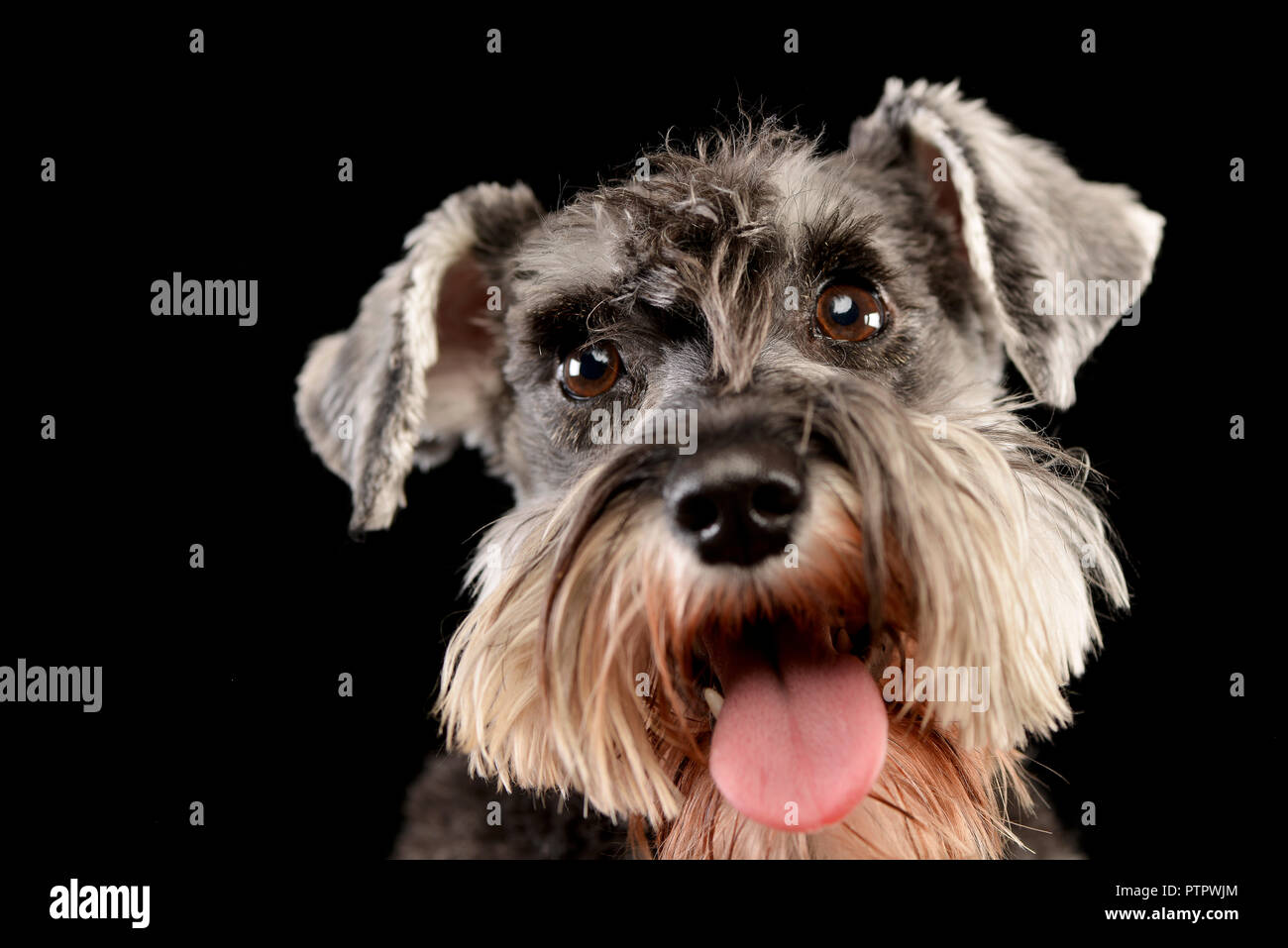 Portrait of an adorable miniature schnauzer - studio shot, isolated on ...