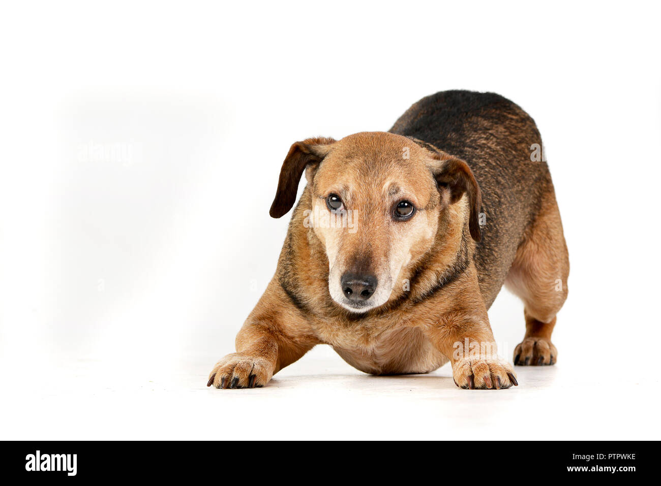 Studio shot of an adorable mixed breed dog sitting on white background ...