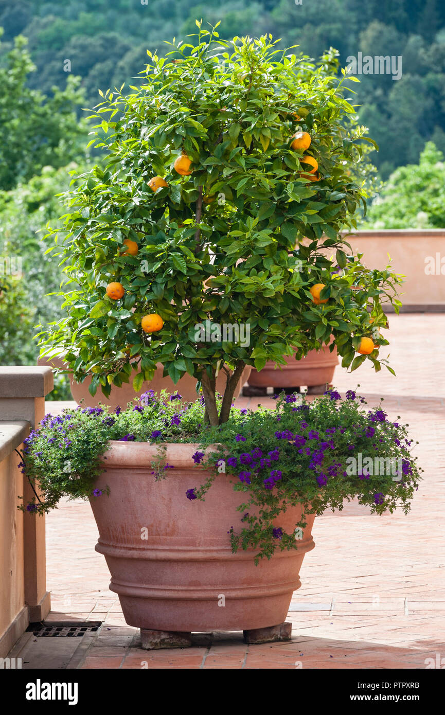 Orange tree pot hires stock photography and images Alamy