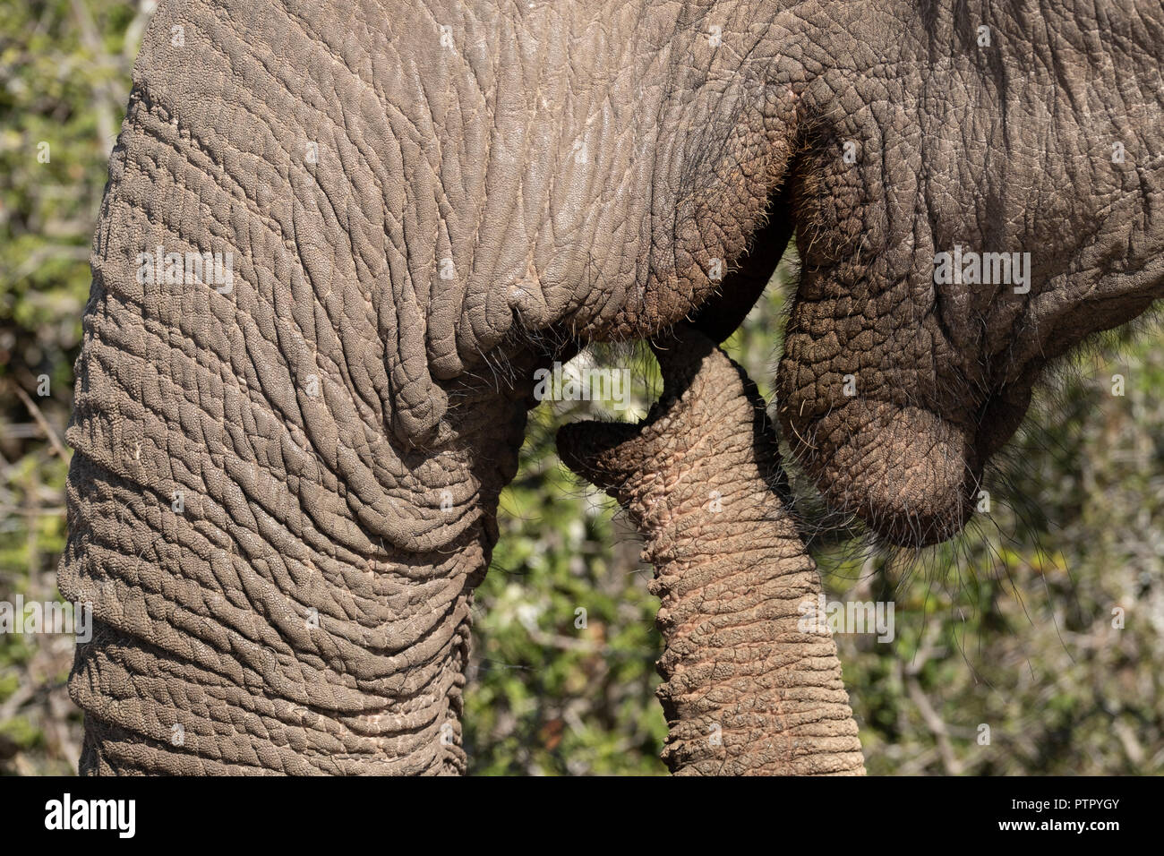 Elephant trunk close up hires stock photography and images Alamy