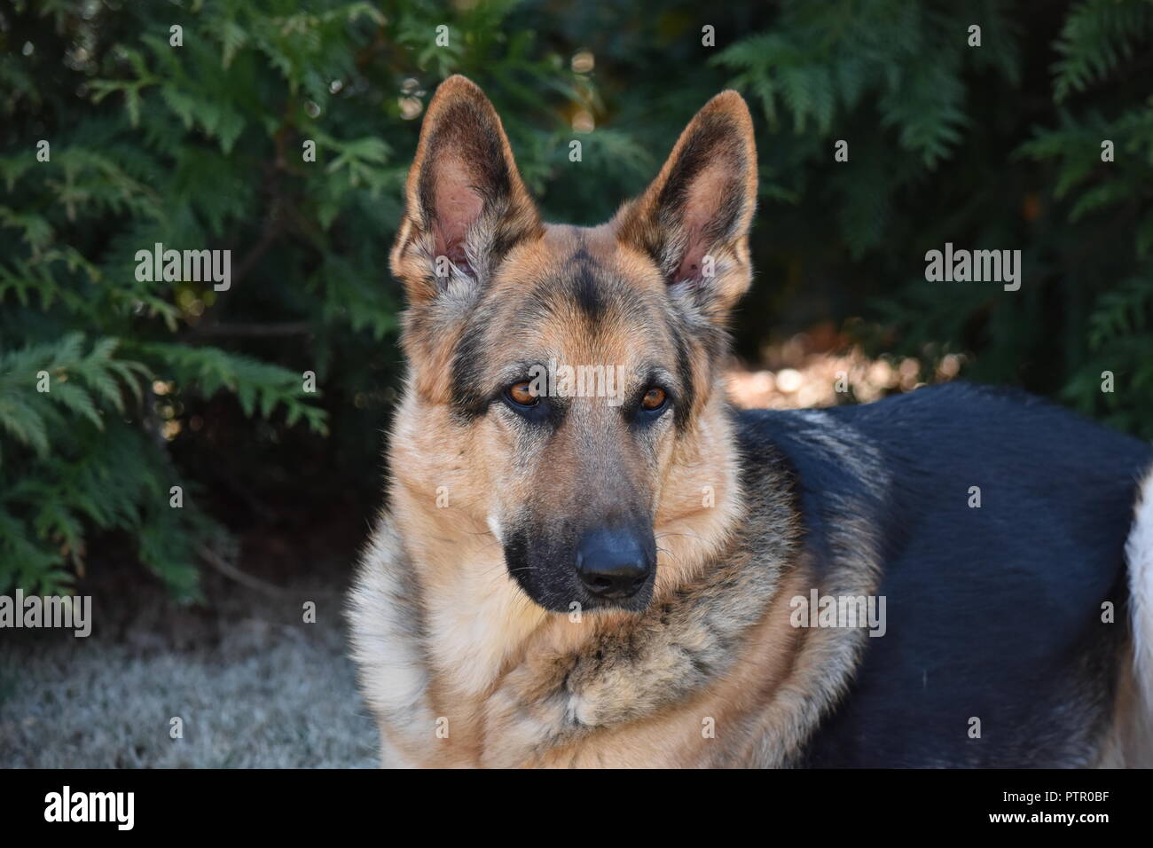 Purebred German Shepherd Stock Photo Alamy