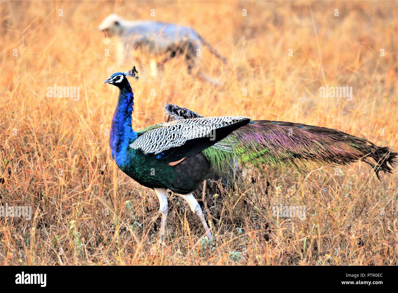 India Peafowl with full colors/peacock Stock Photo