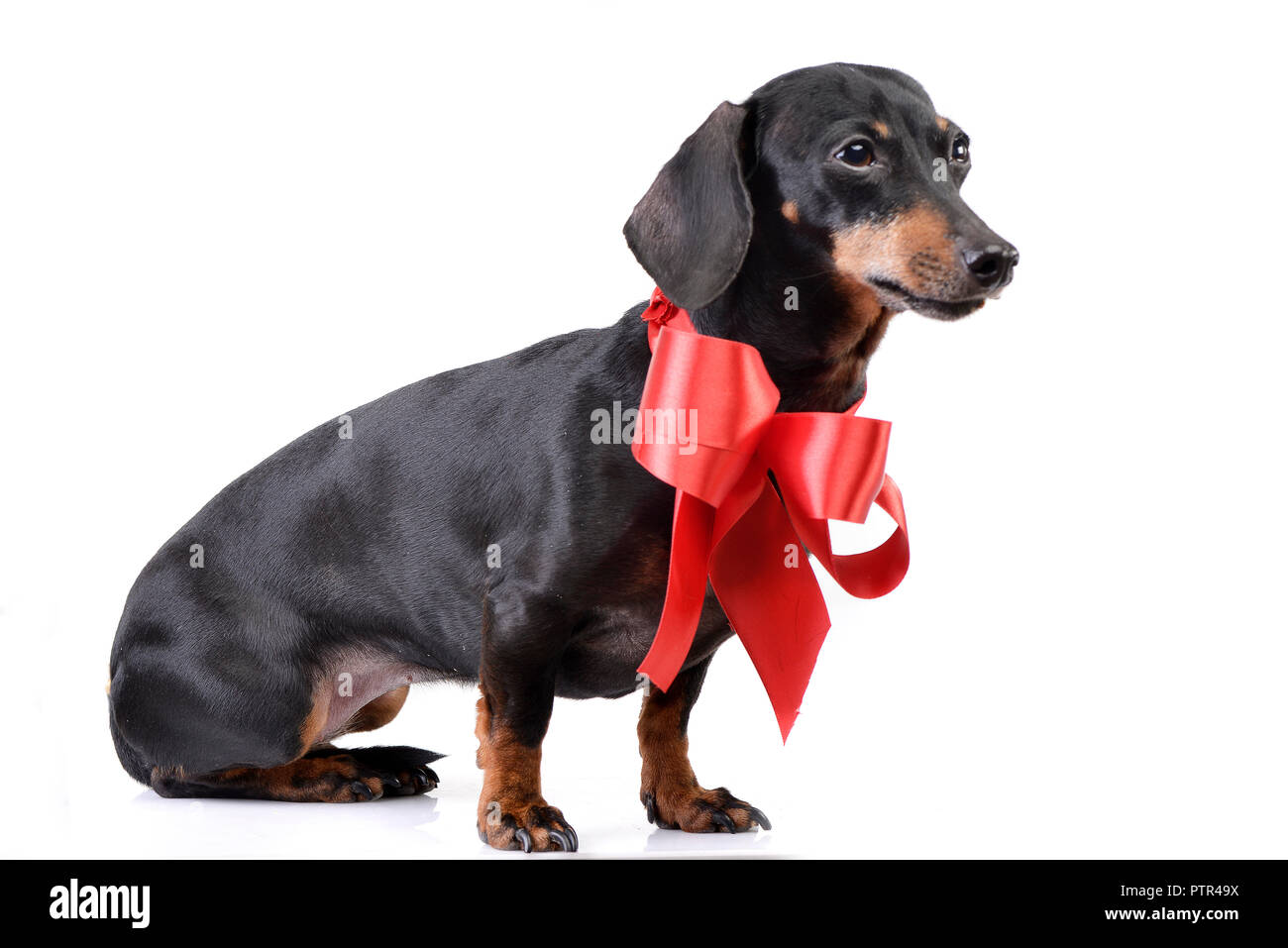 Dachshund Bum Bow