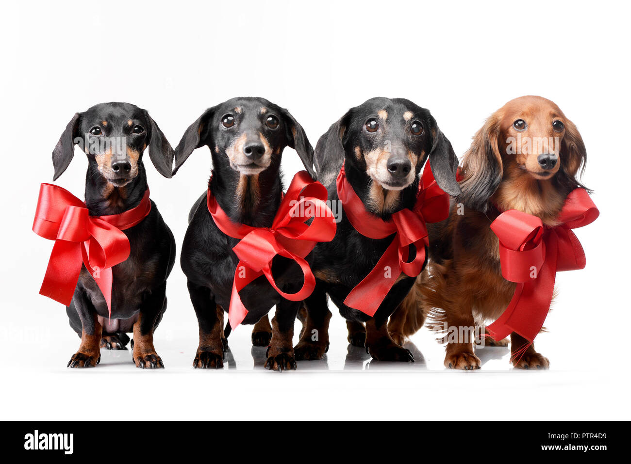 Studio shot of four adorable Dachshund with red bows - isolated on white. Stock Photo