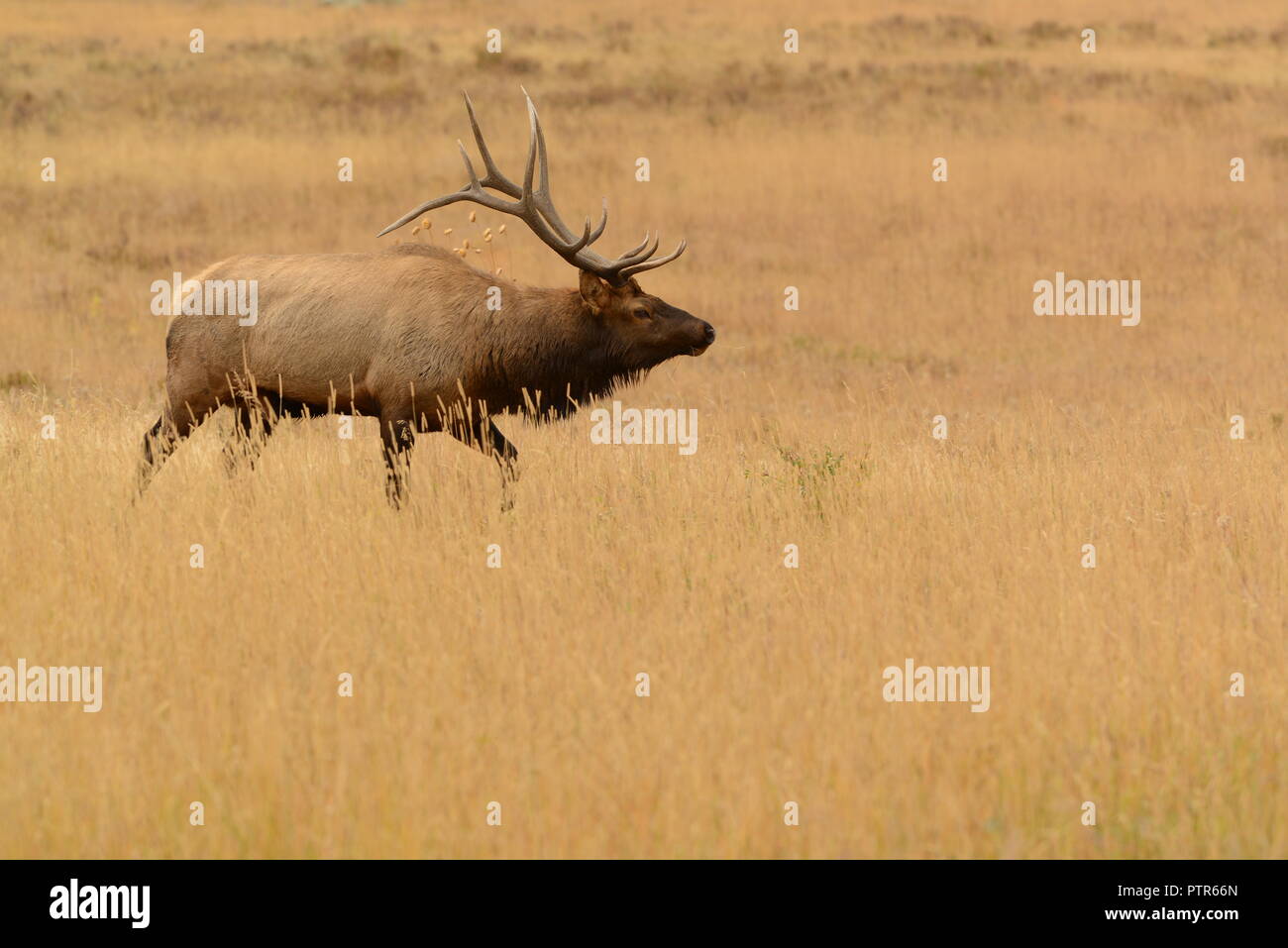 Bull elk with large antlers in golden meadow during autumn rut in the Rocky Mountains Colorado, USA Stock Photo