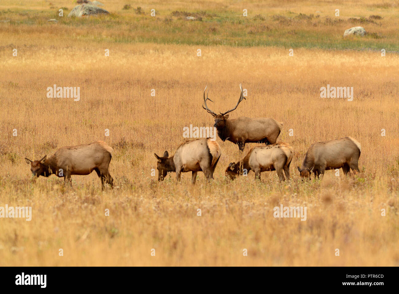 Bull elk watching over his herd of female cows in meadow during fall rut mating season in Colorado USA Stock Photo