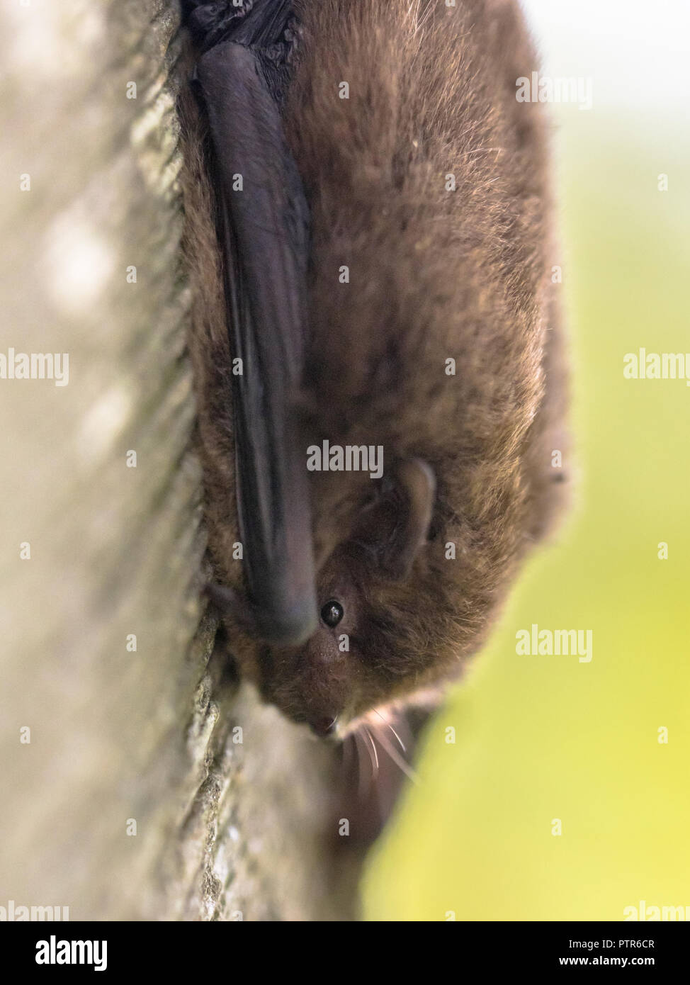 Nathusius' pipistrelle (Pipistrellus nathusii) resting on tree. This is a small migratory bat in the pipstrelle genus. Large flocks travel from northe Stock Photo