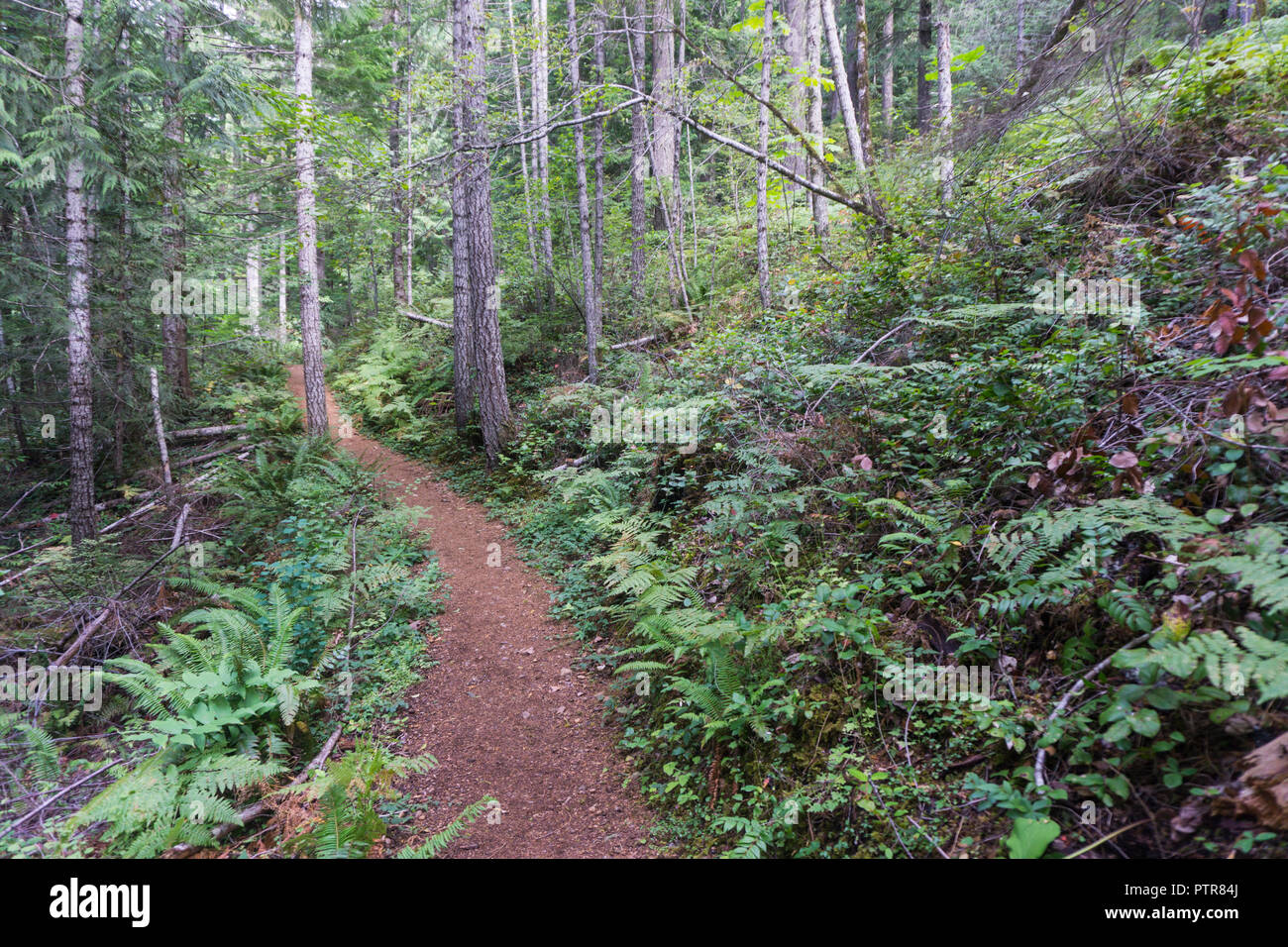 Hiking trail through a green forest Stock Photo - Alamy