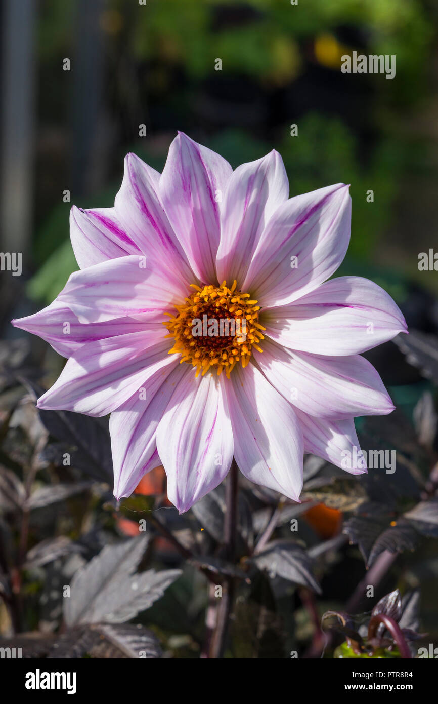 Single flower on Dahlia Bishop of Leicester in an English garden in autumn UK Stock Photo
