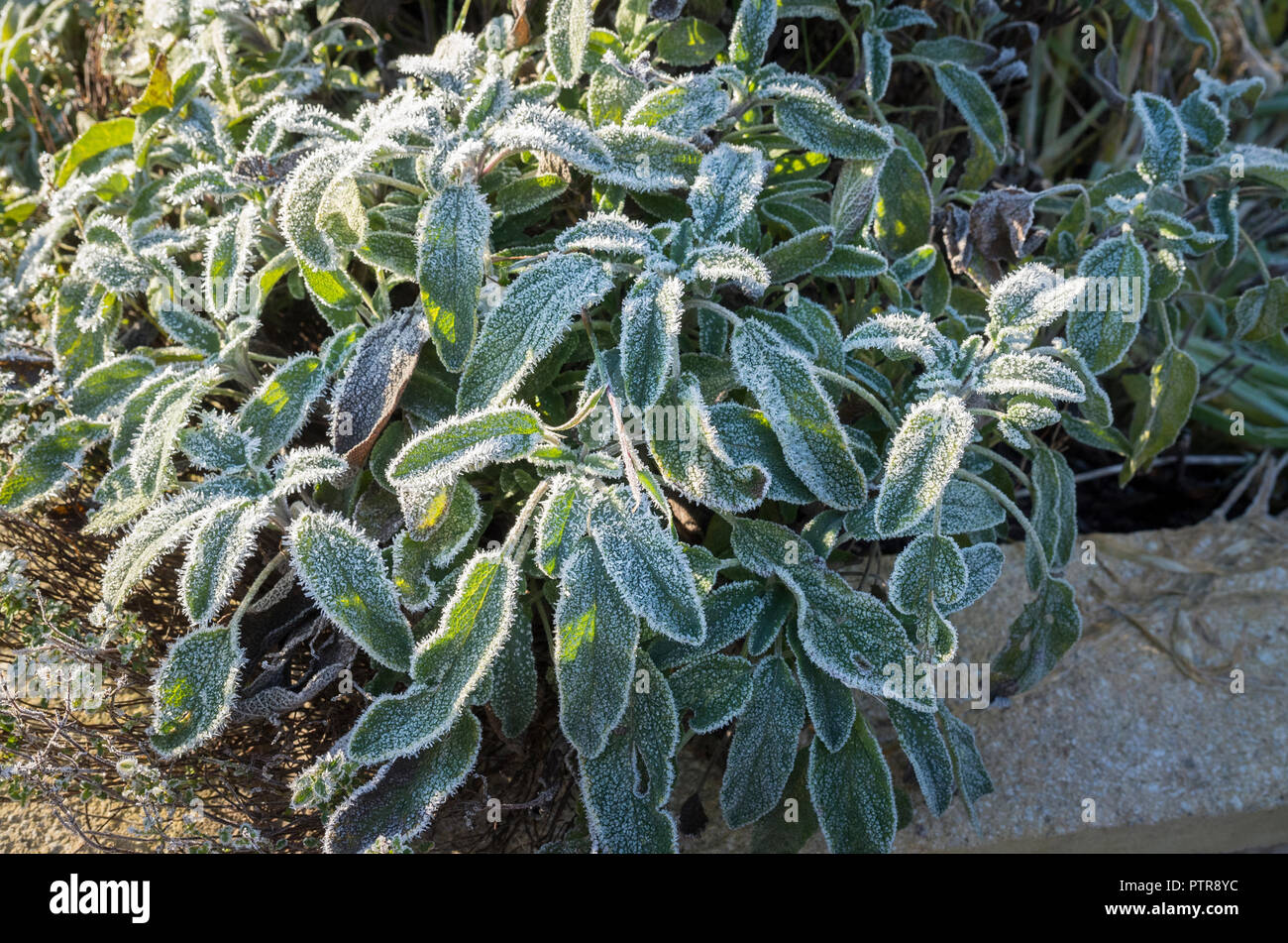 Frosted sage plant in an English herb garden in winter Stock Photo