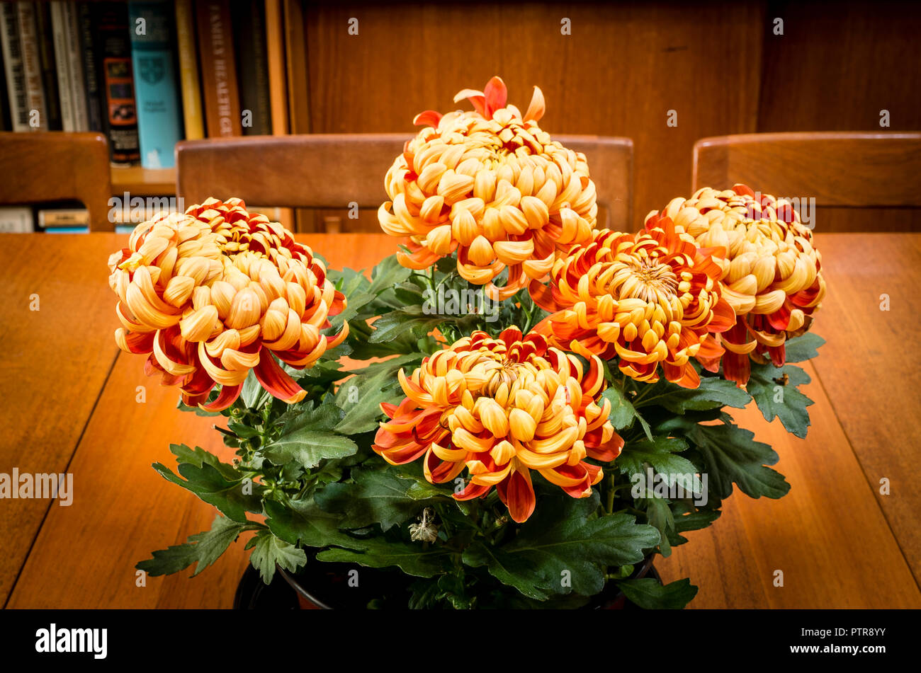 A Pot Plant Comprising Specially Grown Dwarf Vaireities Of Chrysanthemum For The Retail Trade In House Plants Stock Photo Alamy