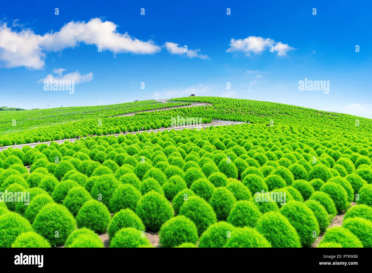Beautiful Kochias At Hitachi Seaside Park Japan Stock Photo Alamy