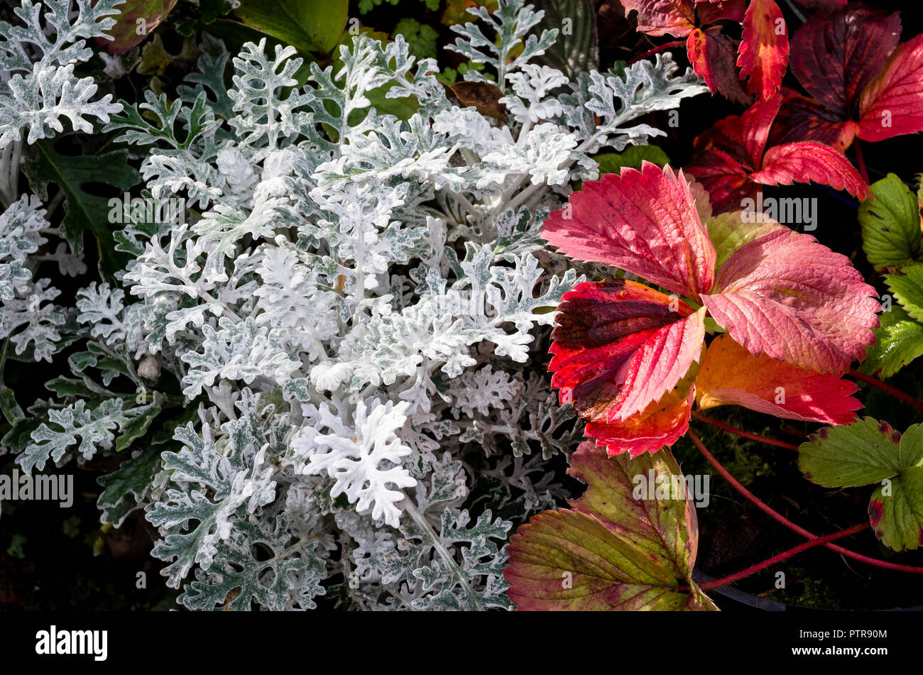 Contrasting leaf colours in an English garden in November. Senecio and strawberry Fragaria Stock Photo