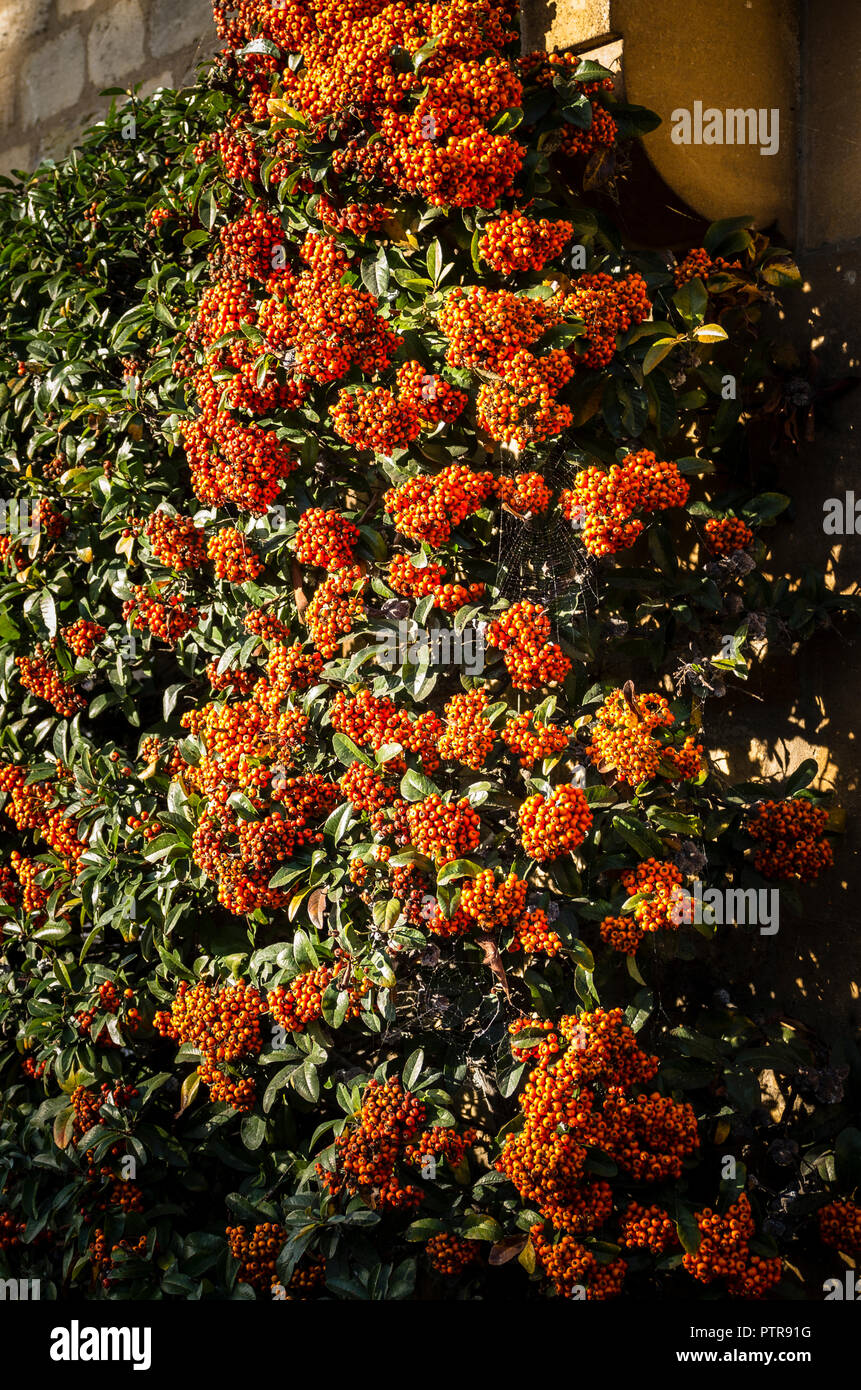 A fine display of pyracantha berries showing effect of height in a small front garden in an urban setting Stock Photo