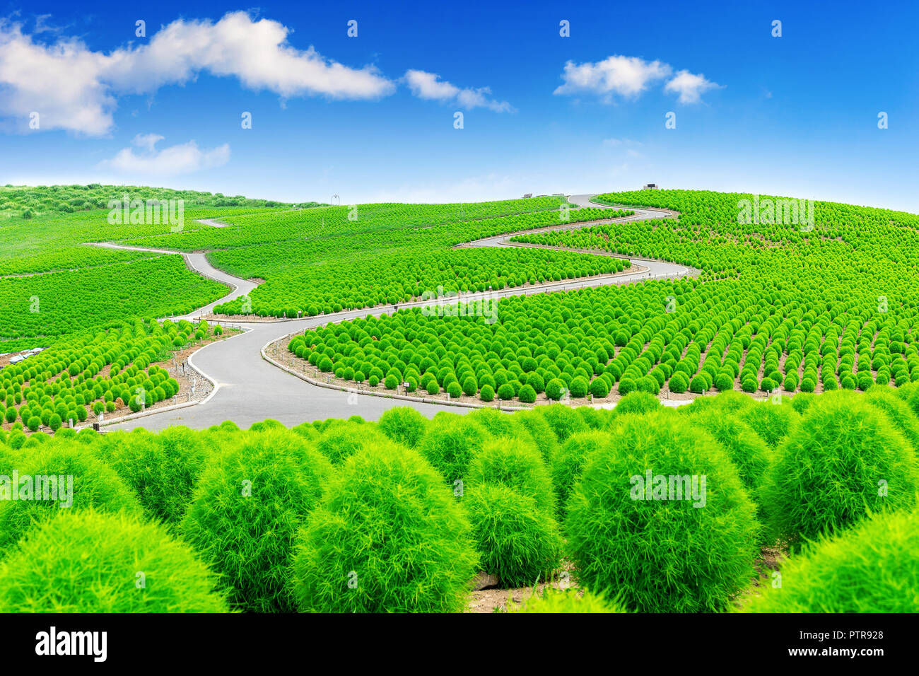 Hitachi Seaside Park And Japan Hi res Stock Photography And Images Alamy