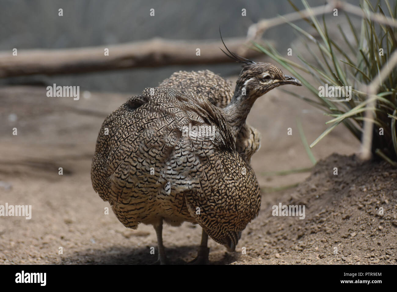 Elegant crested tinamou bird with fluffed feathers. Stock Photo