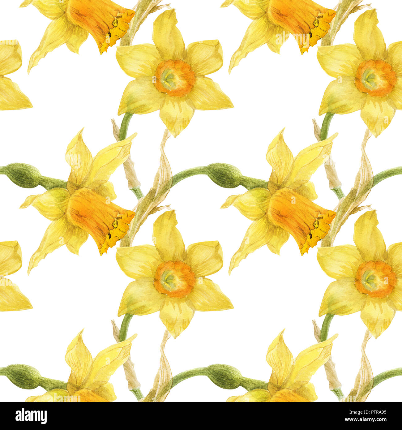 Watercolor botanical realistic floral pattern with narcissus. Bright yellow daffodil on a white background, path included Stock Photo