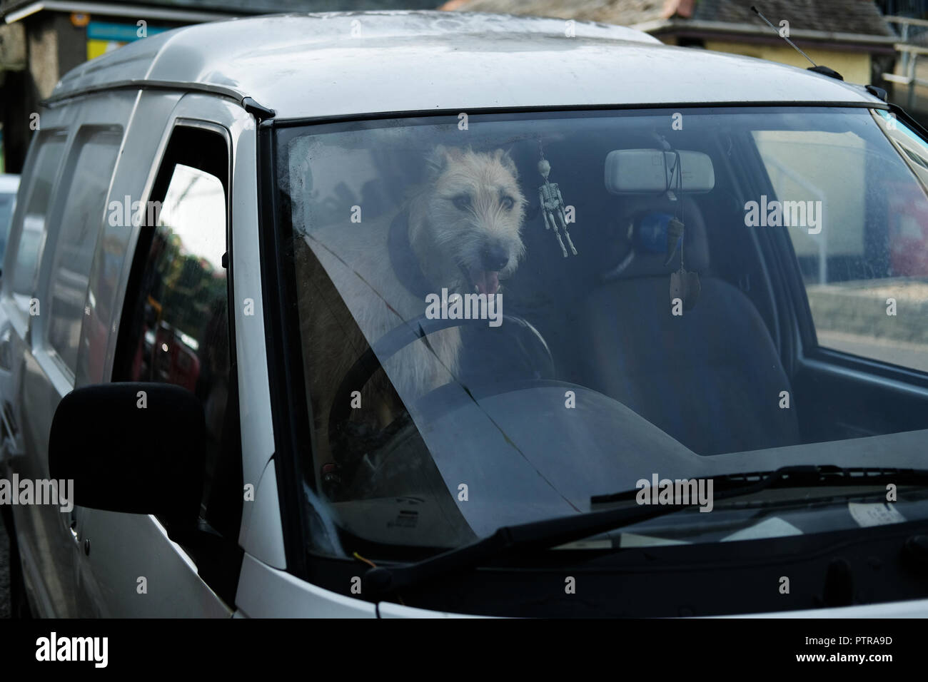 A dog waiting in a car. Stock Photo