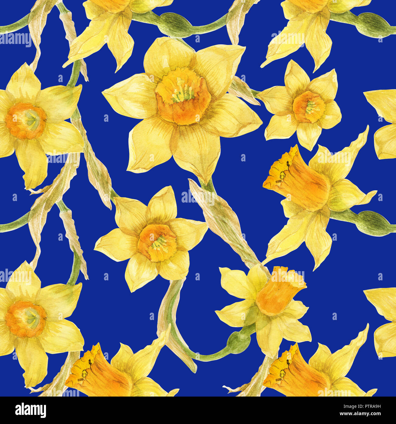 Watercolor botanical realistic floral pattern with narcissus. Bright yellow daffodil on a blue background, path included Stock Photo