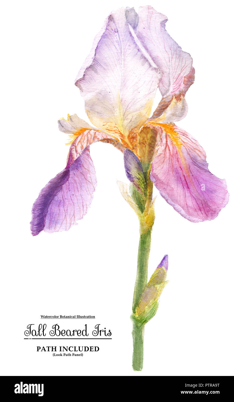 bearded iris watercolor