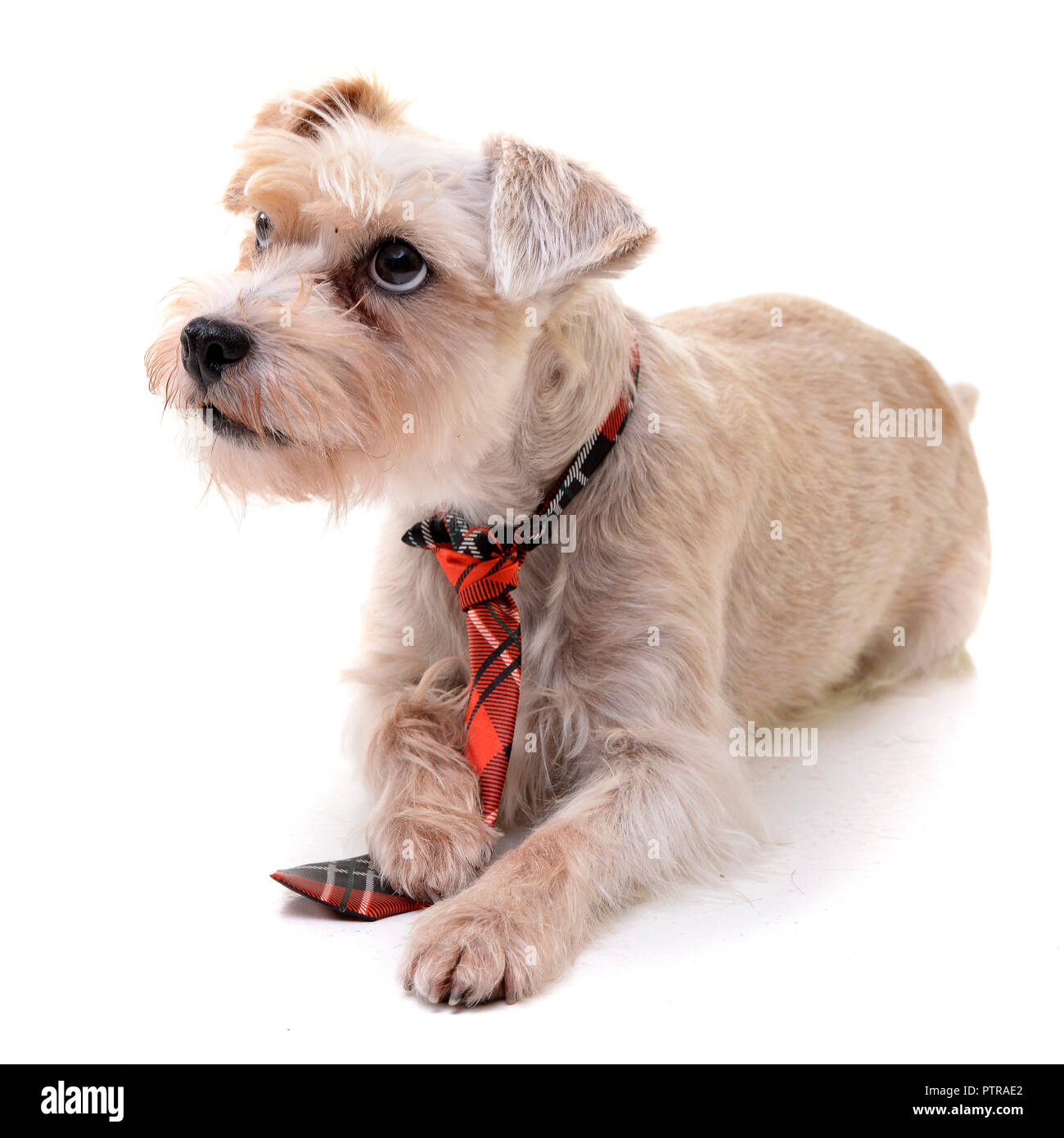 Studio shot of an adorable mixed breed dog lying on white background ...