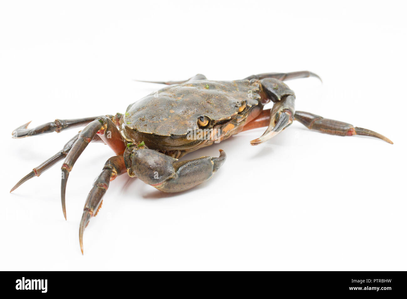 A shore crab, Carcinus maenas, also known as the european crab or green crab, photographed on a white background before release. Dorset England Stock Photo