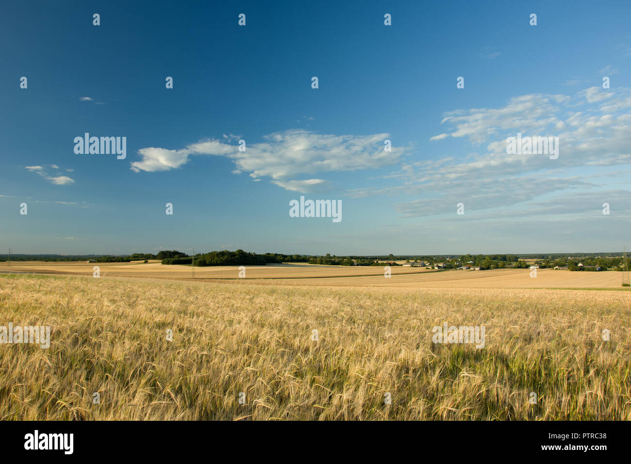 Field with grain, trees on the horizon and a cloud in the sky Stock Photo