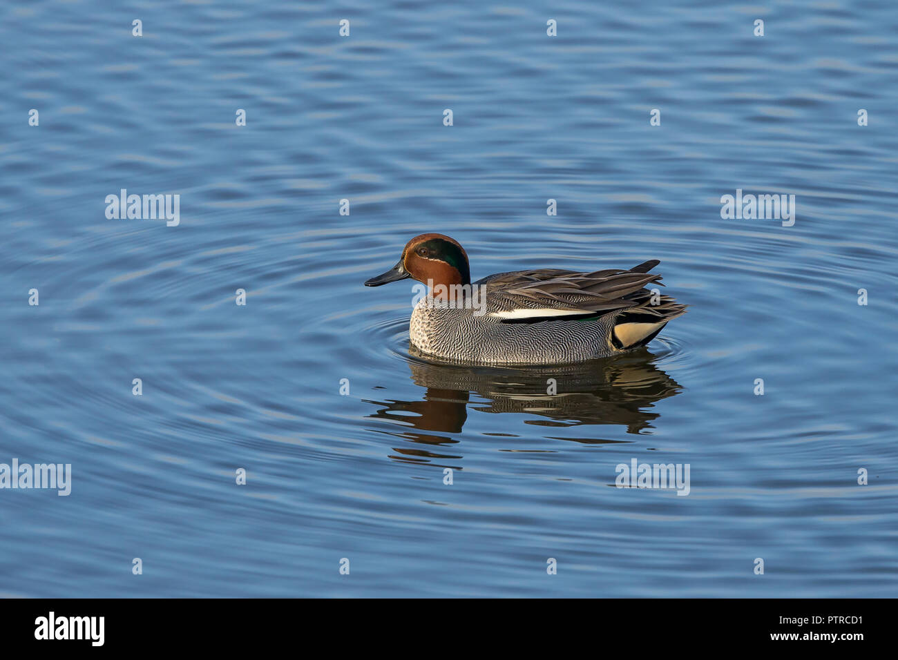 Wild male teal duck (Anas crecca) isolated in afternoon winter sunlight, swimming in UK lake. Stock Photo