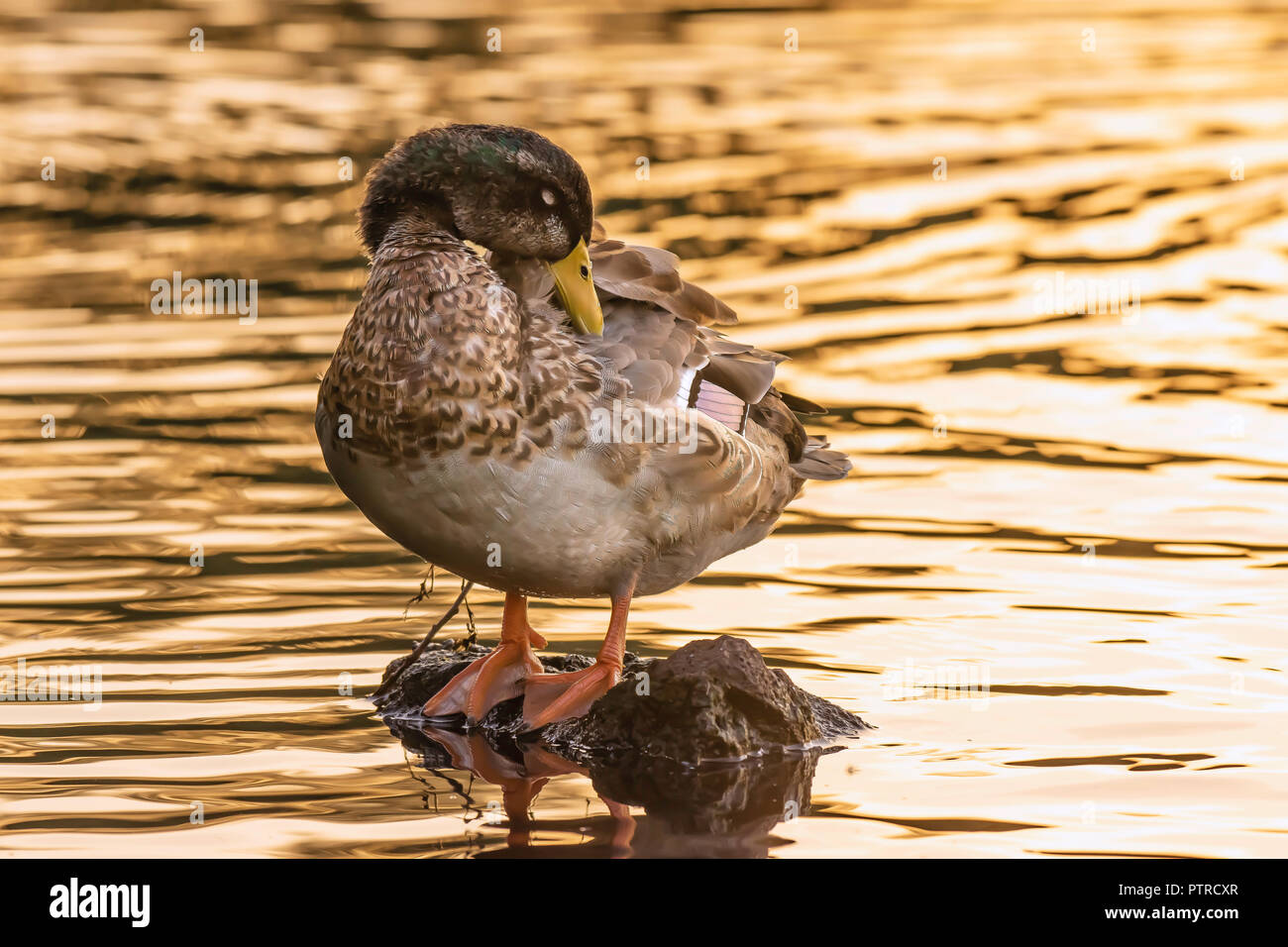 Wildlife photography Uk.Young mallard duck male cleaning its feathers