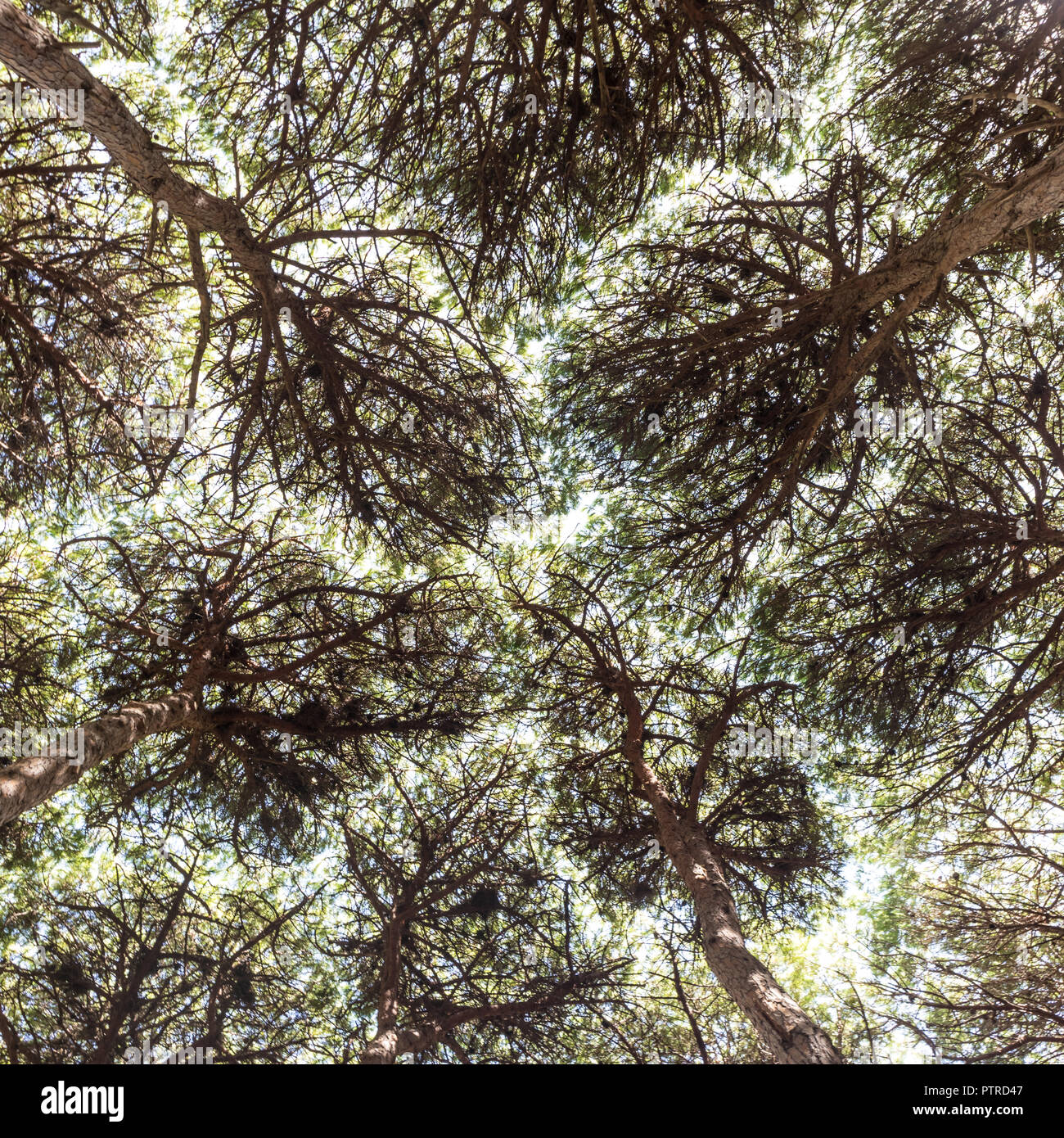 Bottom view pine trees hi-res stock photography and images - Alamy